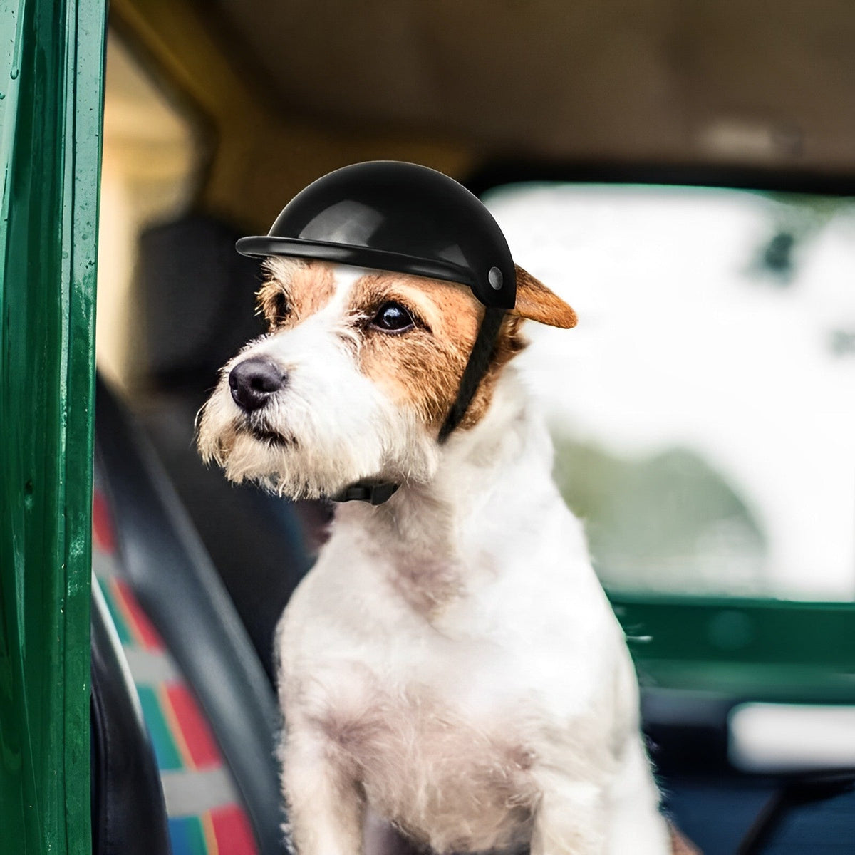 Casque et lunettes de moto pour chien