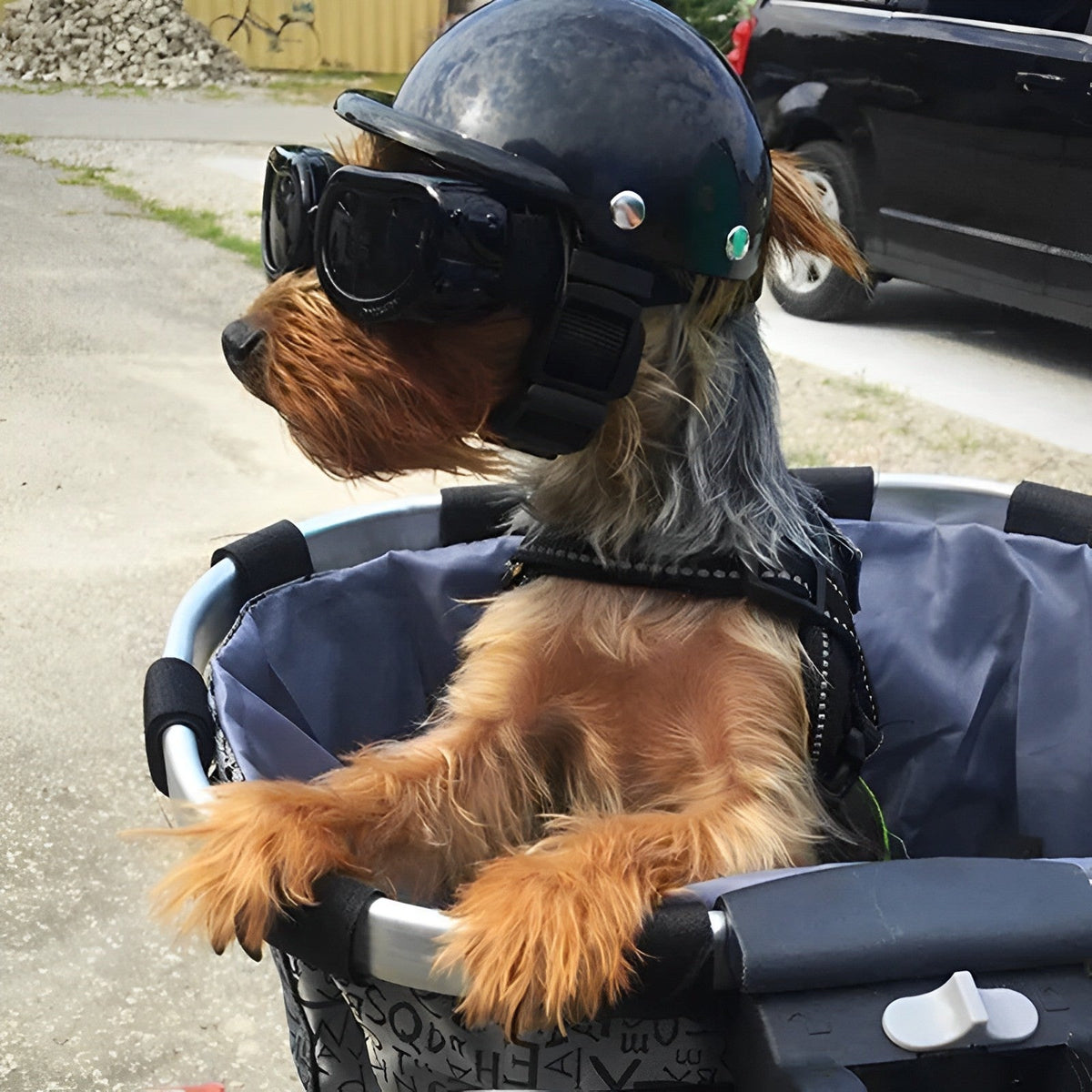 Casque et lunettes de moto pour chien