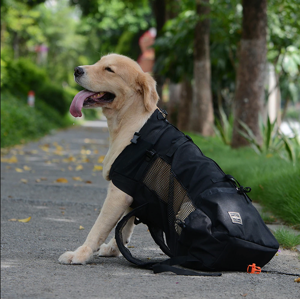 Sac à dos de transport pour chien