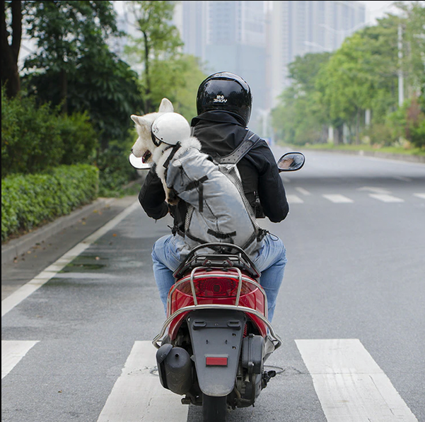 Sac à dos de transport pour chien